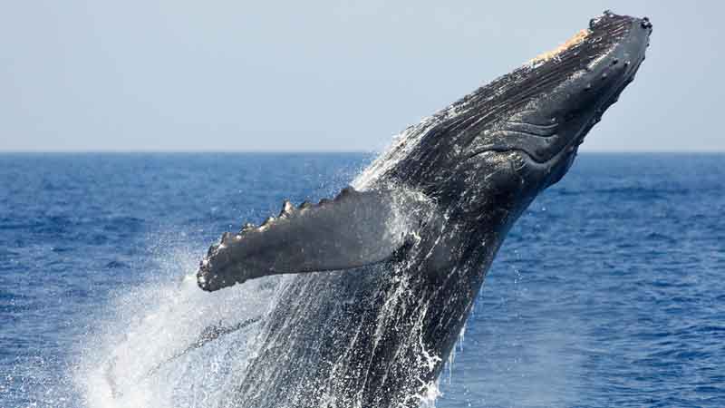 Hervey BaAy Whale Watching
